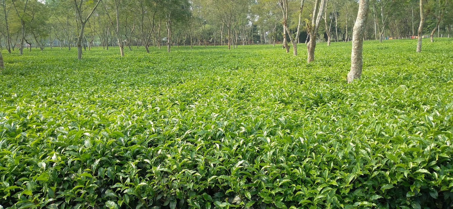 পঞ্চগড়ের পথে পথে